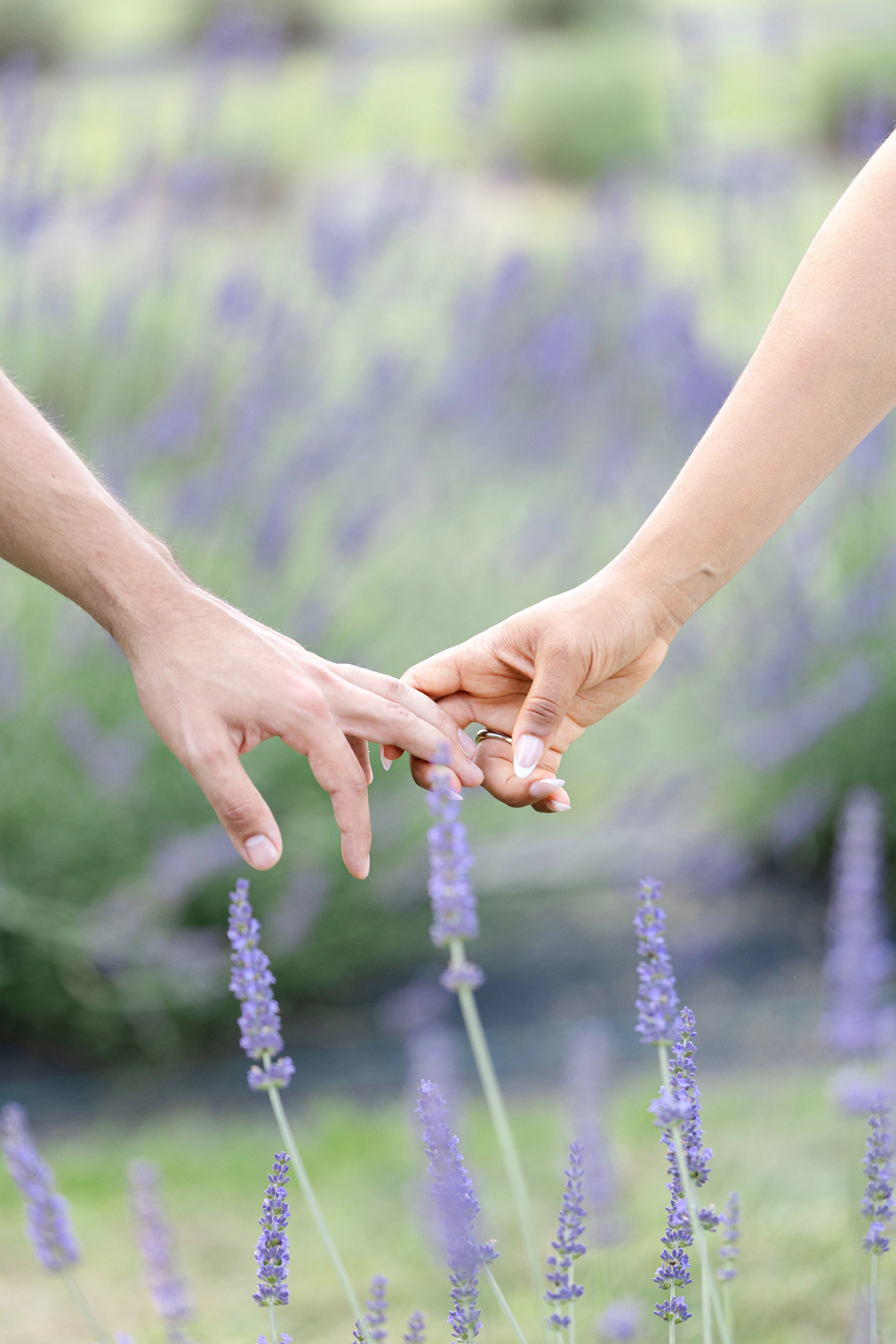Two hands reaching towards each other with lavender flowers in the background