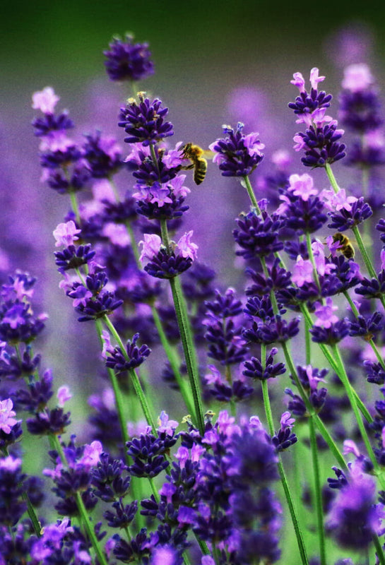 Handcrafted Lavender Mug | Hillcrest Lavender